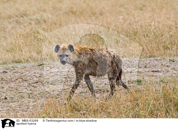 spotted hyena / MBS-03269
