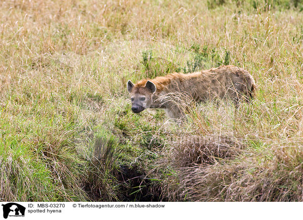 Tpfelhyne / spotted hyena / MBS-03270