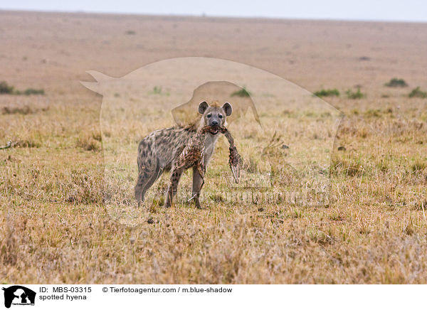 Tpfelhyne / spotted hyena / MBS-03315