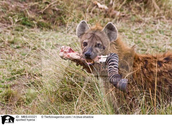 Tpfelhyne / spotted hyena / MBS-03321