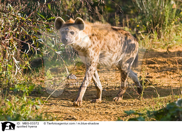 spotted hyena / MBS-03372