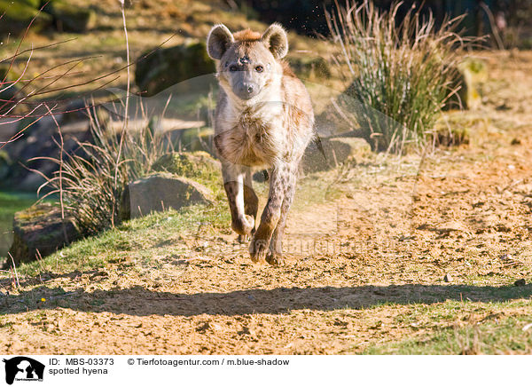 Tpfelhyne / spotted hyena / MBS-03373