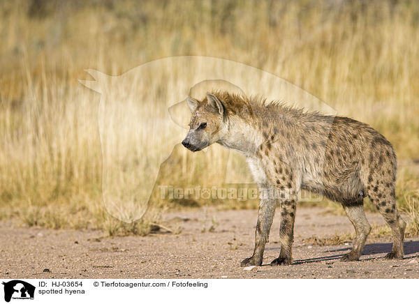 Tpfelhyne / spotted hyena / HJ-03654