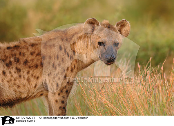 Tpfelhyne / spotted hyena / DV-02231