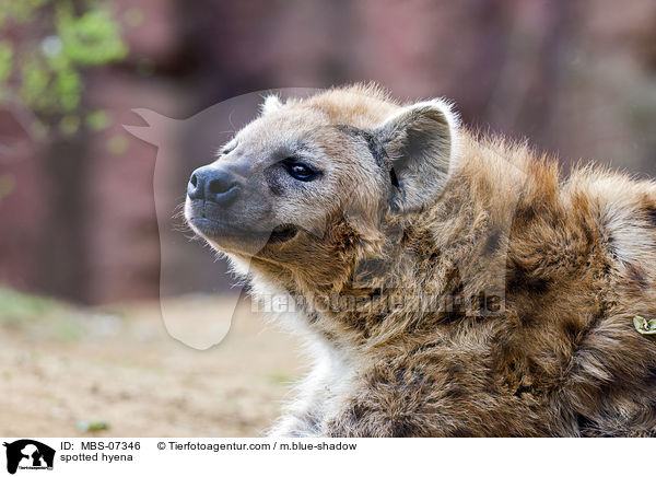 spotted hyena / MBS-07346