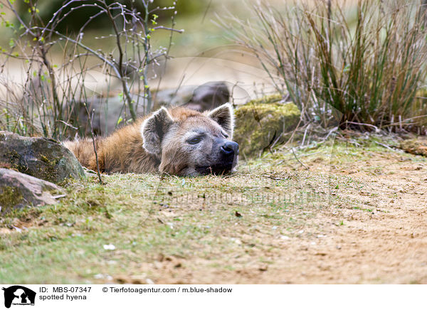 spotted hyena / MBS-07347