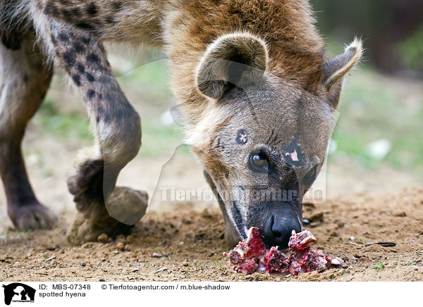 spotted hyena / MBS-07348