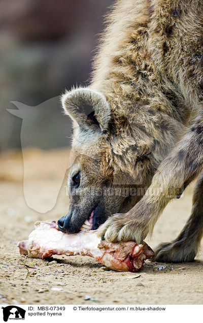 Tpfelhyne / spotted hyena / MBS-07349