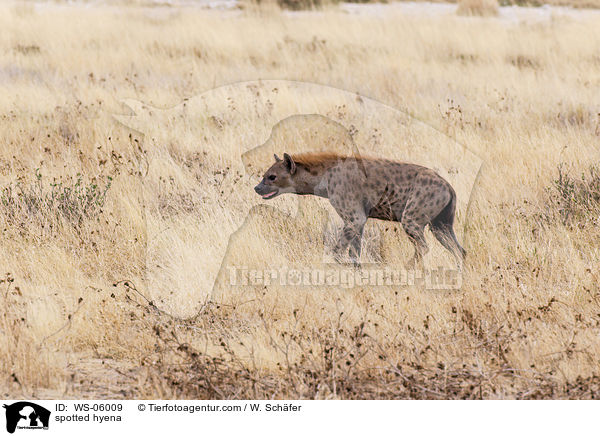 Tpfelhyne / spotted hyena / WS-06009