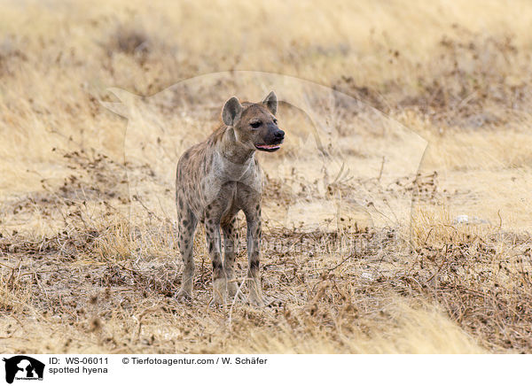 Tpfelhyne / spotted hyena / WS-06011