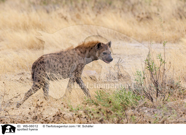 Tpfelhyne / spotted hyena / WS-06012
