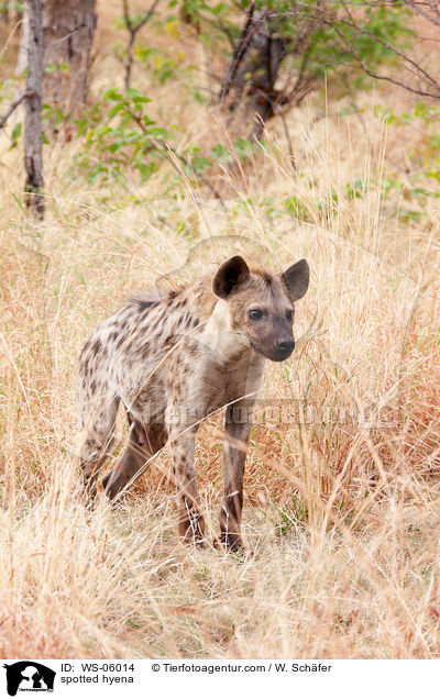 Tpfelhyne / spotted hyena / WS-06014