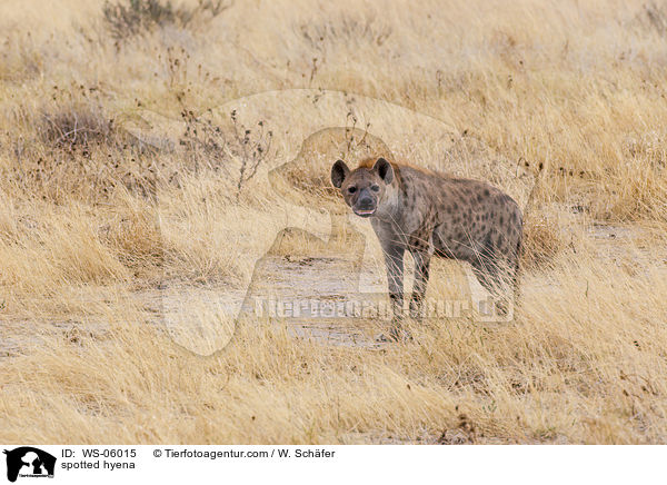 Tpfelhyne / spotted hyena / WS-06015