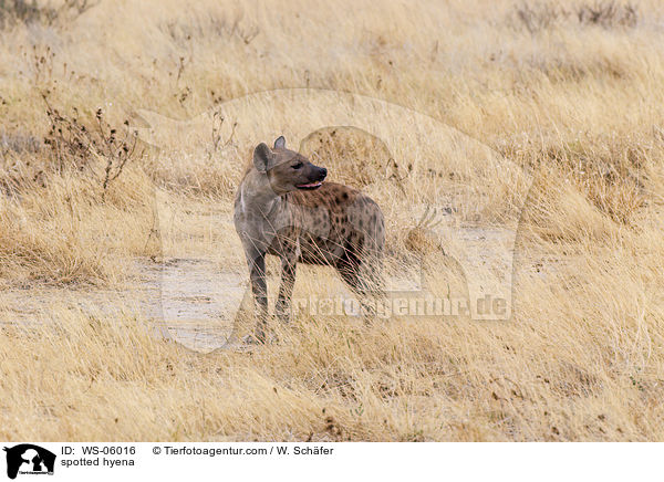 Tpfelhyne / spotted hyena / WS-06016