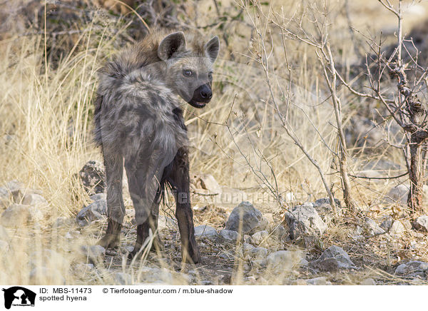 spotted hyena / MBS-11473