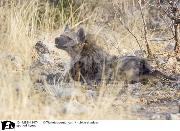 Tpfelhyne / spotted hyena / MBS-11474