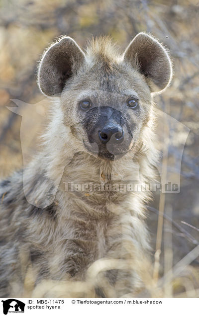 Tpfelhyne / spotted hyena / MBS-11475