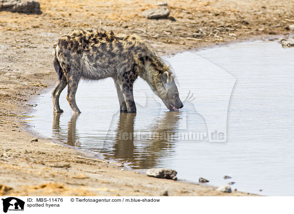 Tpfelhyne / spotted hyena / MBS-11476