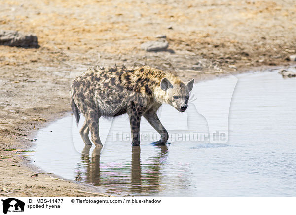 Tpfelhyne / spotted hyena / MBS-11477