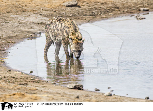 Tpfelhyne / spotted hyena / MBS-11478