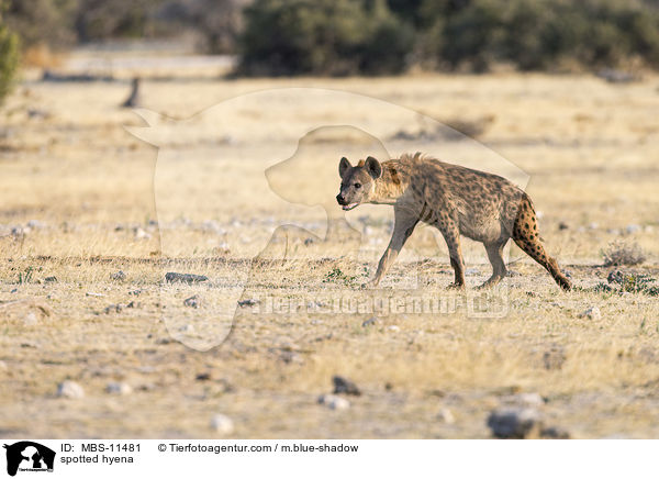 Tpfelhyne / spotted hyena / MBS-11481