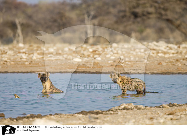 spotted hyenas / MBS-11483