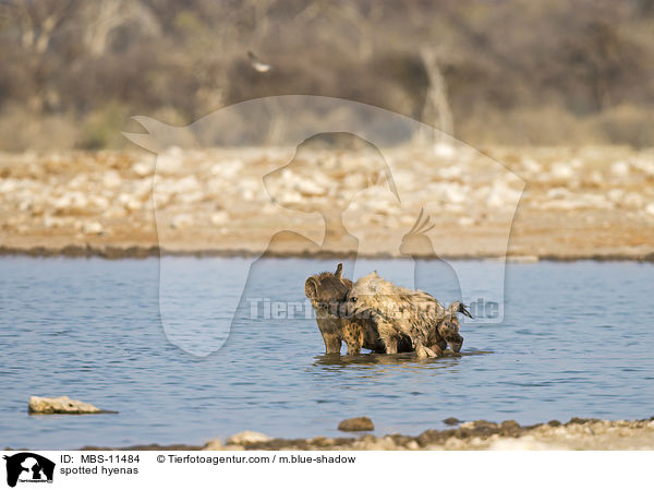 Tpfelhynen / spotted hyenas / MBS-11484