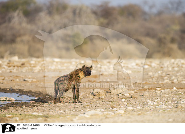 Tpfelhyne / spotted hyena / MBS-11486
