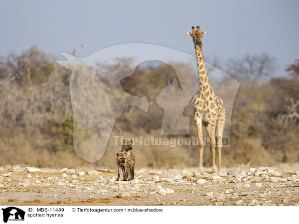 Tpfelhynen / spotted hyenas / MBS-11489