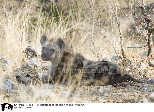 Tpfelhyne / spotted hyena / MBS-11491
