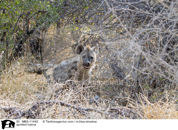 Tpfelhyne / spotted hyena / MBS-11492