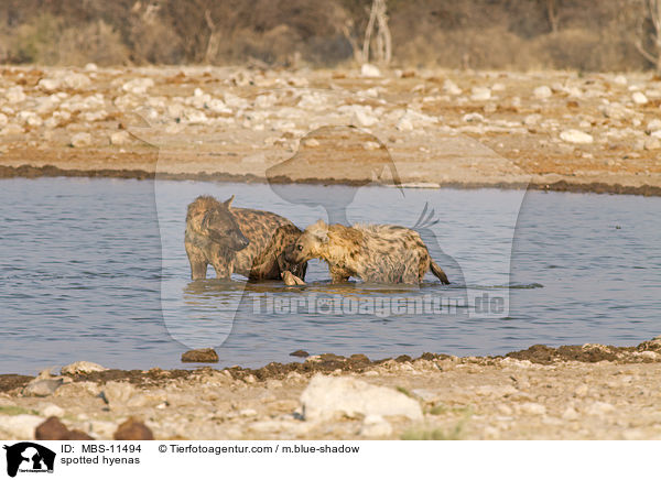 Tpfelhynen / spotted hyenas / MBS-11494