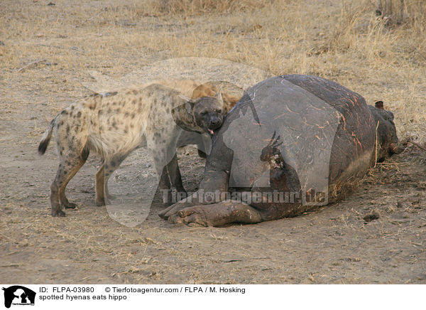 Tpfelhynen fressen Flusspferd / spotted hyenas eats hippo / FLPA-03980