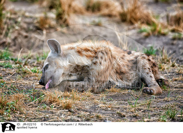 Tpfelhyne / spotted hyena / JR-02210