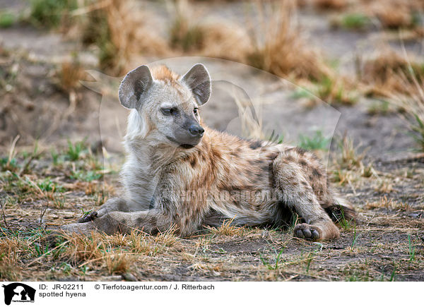 Tpfelhyne / spotted hyena / JR-02211