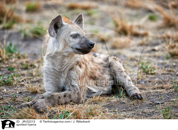 Tpfelhyne / spotted hyena / JR-02212