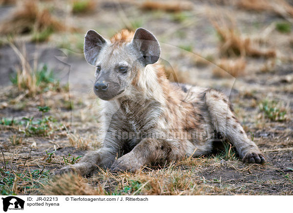 Tpfelhyne / spotted hyena / JR-02213