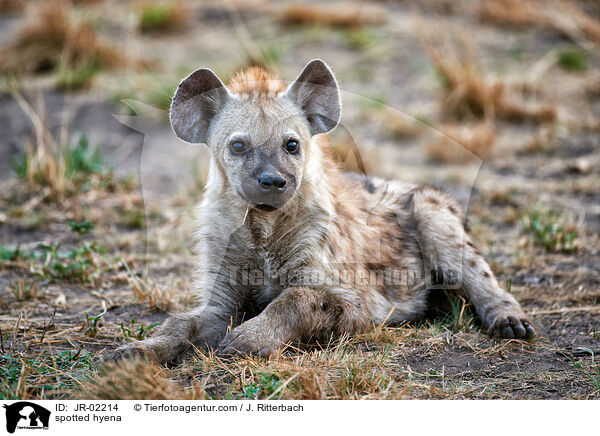 spotted hyena / JR-02214