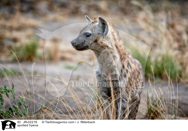 Tpfelhyne / spotted hyena / JR-02216