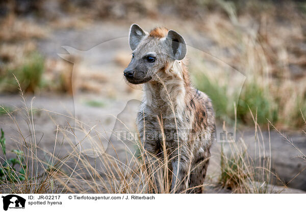 Tpfelhyne / spotted hyena / JR-02217