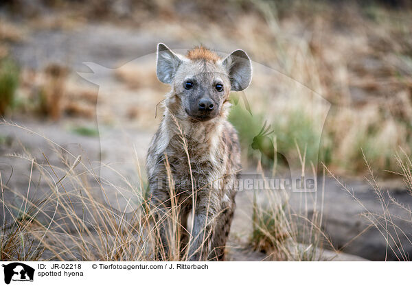 Tpfelhyne / spotted hyena / JR-02218