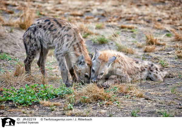 Tpfelhynen / spotted hyenas / JR-02219
