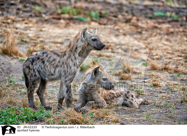 Tpfelhynen / spotted hyenas / JR-02220