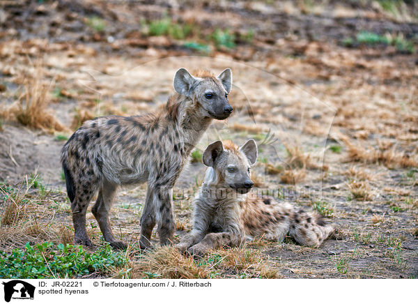 Tpfelhynen / spotted hyenas / JR-02221