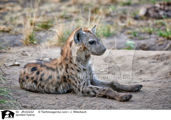 Tpfelhyne / spotted hyena / JR-02222