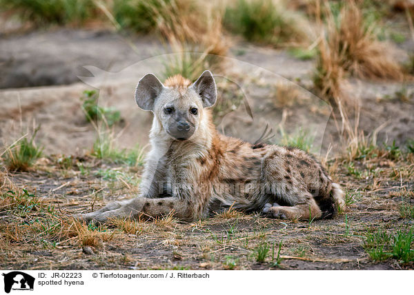 Tpfelhyne / spotted hyena / JR-02223