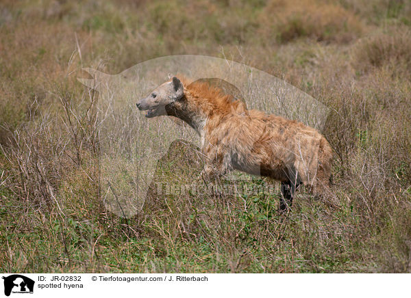 Tpfelhyne / spotted hyena / JR-02832