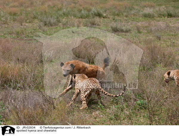Tpfelhyne und Geparden / spotted hyena and cheetahs / JR-02834