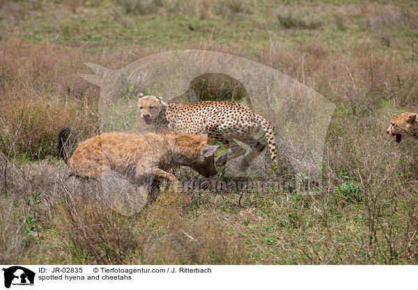 spotted hyena and cheetahs / JR-02835