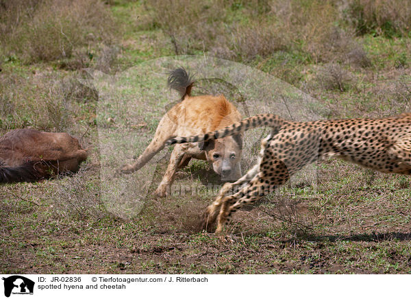 Tpfelhyne und Gepard / spotted hyena and cheetah / JR-02836